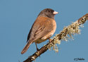 Junco hyemalis